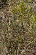 Image de Osteospermum imbricatum L.