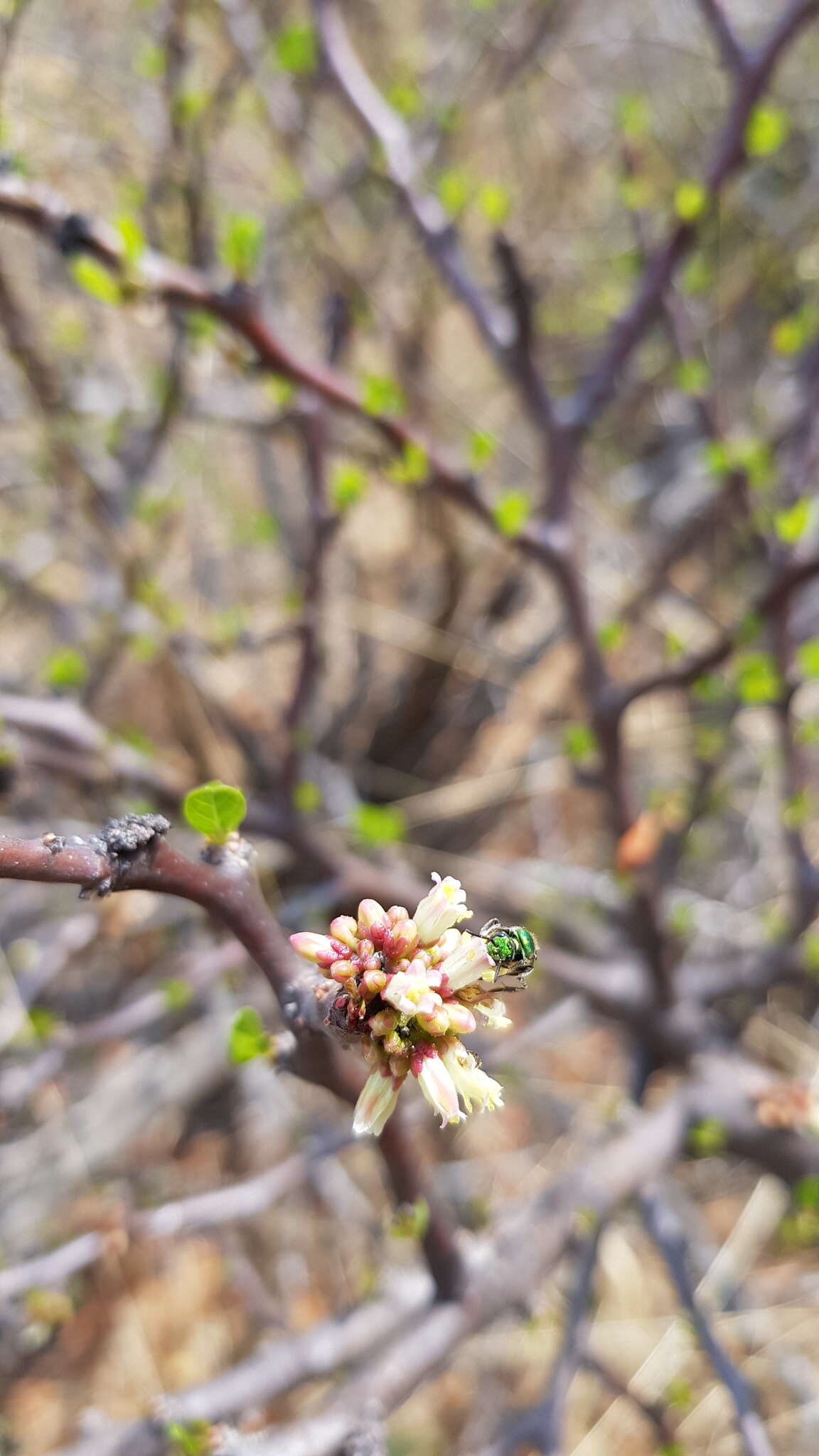 Image of Jatropha oaxacana J. Jiménez Ram. & R. Torres