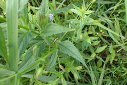 Image of Allegheny monkeyflower