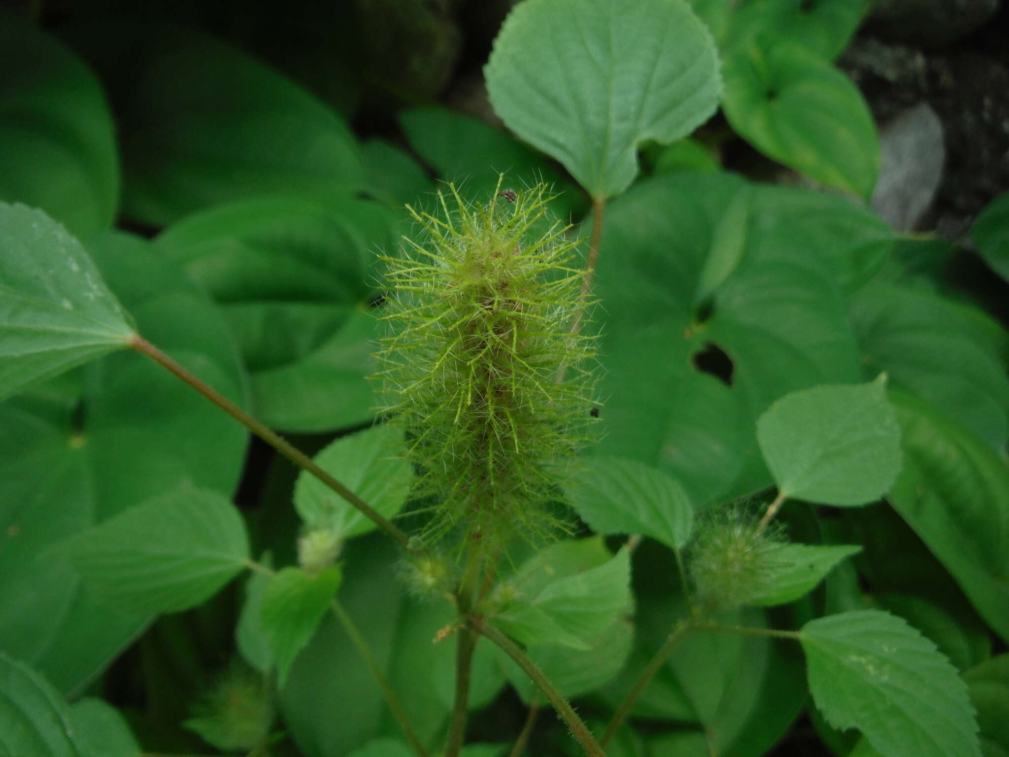 Image de Acalypha alopecuroidea Jacq.