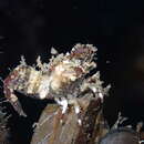 Image of deep blade shrimp