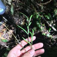 Imagem de Dendrobium falconeri Hook.