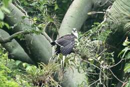 Image of Gray-backed Hawk