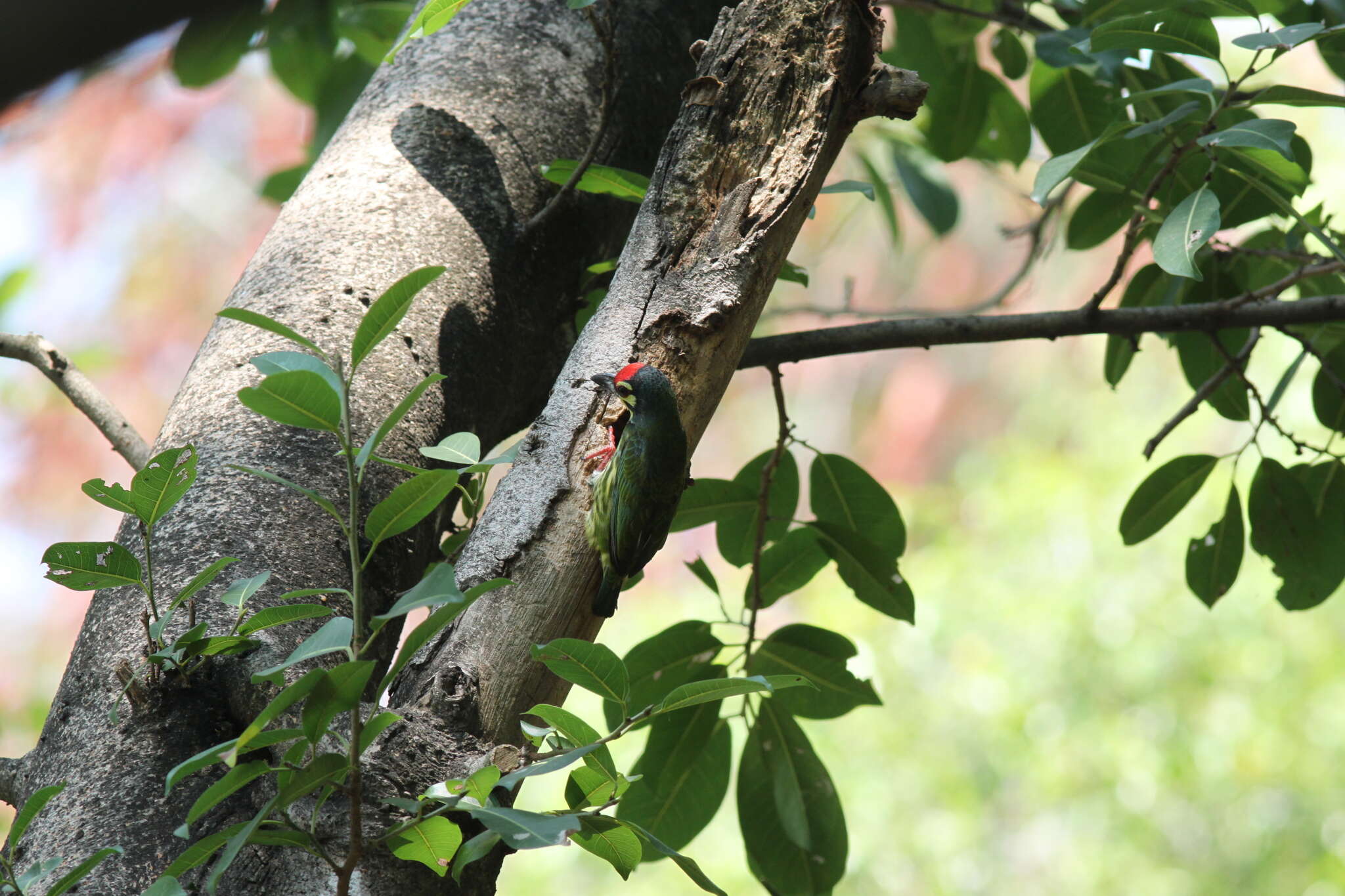 Psilopogon haemacephalus indicus (Latham 1790) resmi