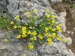 صورة Coronilla vaginalis Lam.