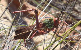 Plancia ëd Phymateus (Maphyteus) leprosus subsp. leprosus (Fabricius 1793)