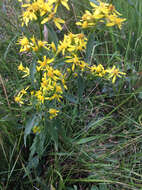 Plancia ëd Solidago virgaurea L.