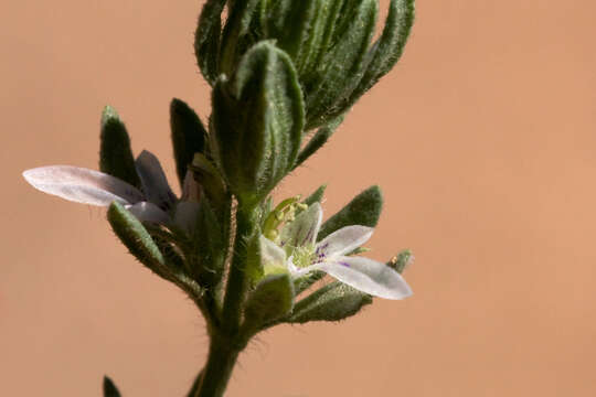 Teucrium cubense Jacq. resmi