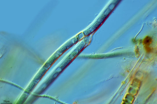 Image of <i>Tolypothrix lanata</i> Wartm.