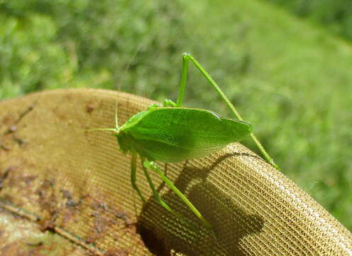 Image of Broad-winged Bush Katydid