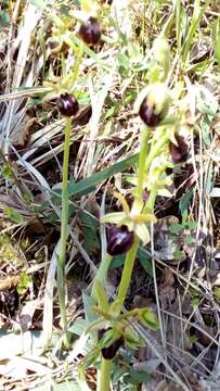 Image of Early spider orchid