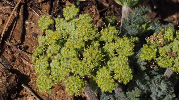 Image of woollyfruit desertparsley