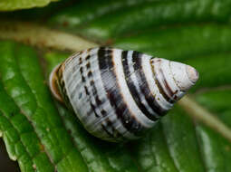 Image of Oahu tree snail