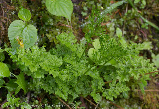 Sivun Cryptogramma sitchensis (Rupr.) Moore kuva