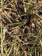 Image of steppe grasshopper