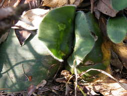 Imagem de Haemanthus humilis Jacq.