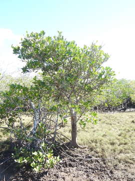 Слика од Xylocarpus granatum Koen.