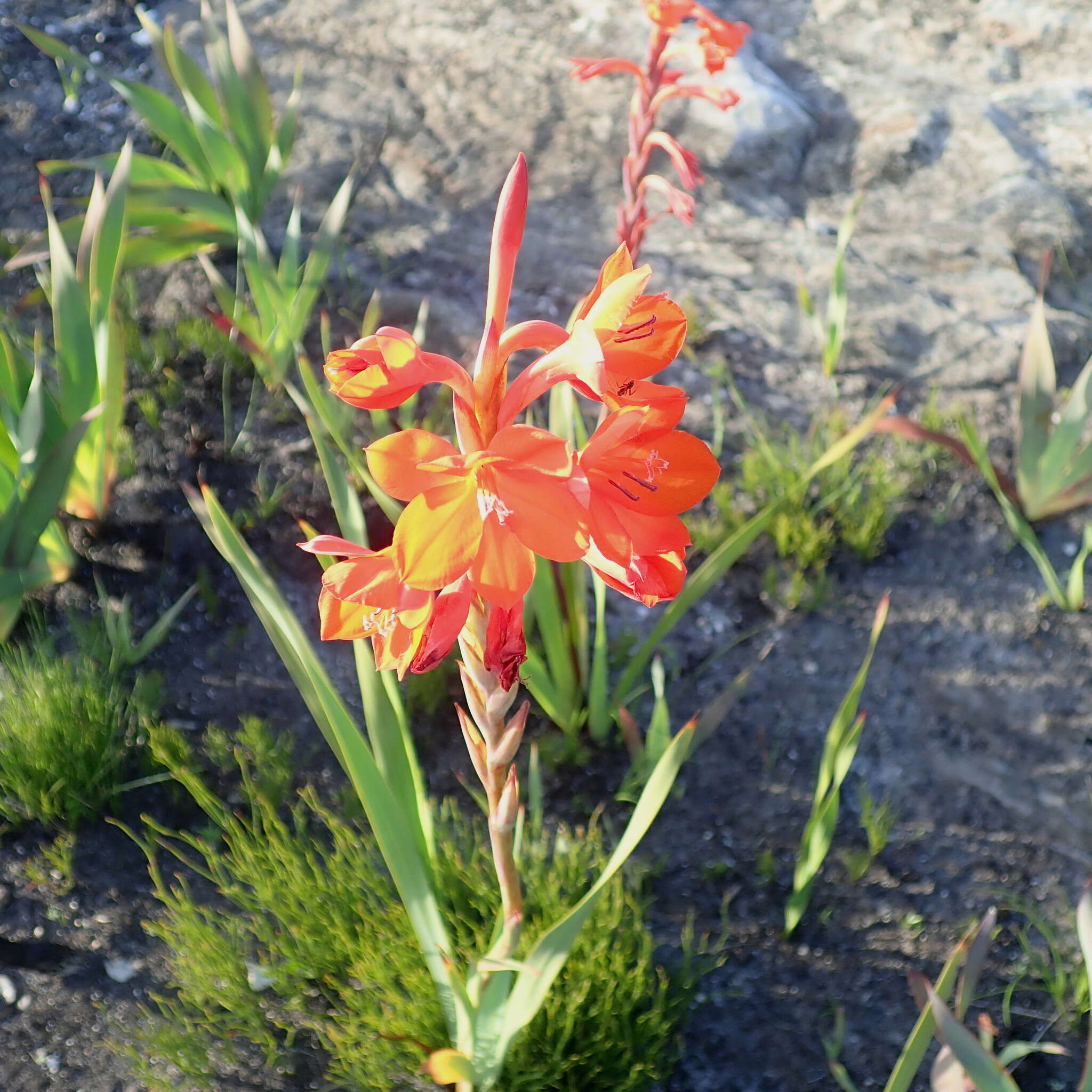 صورة Watsonia pillansii L. Bolus