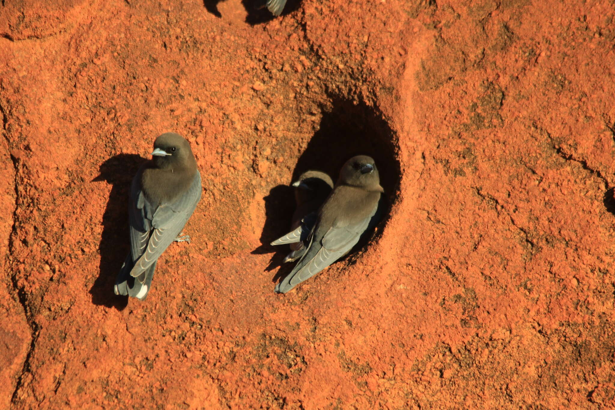 Image of Little Woodswallow