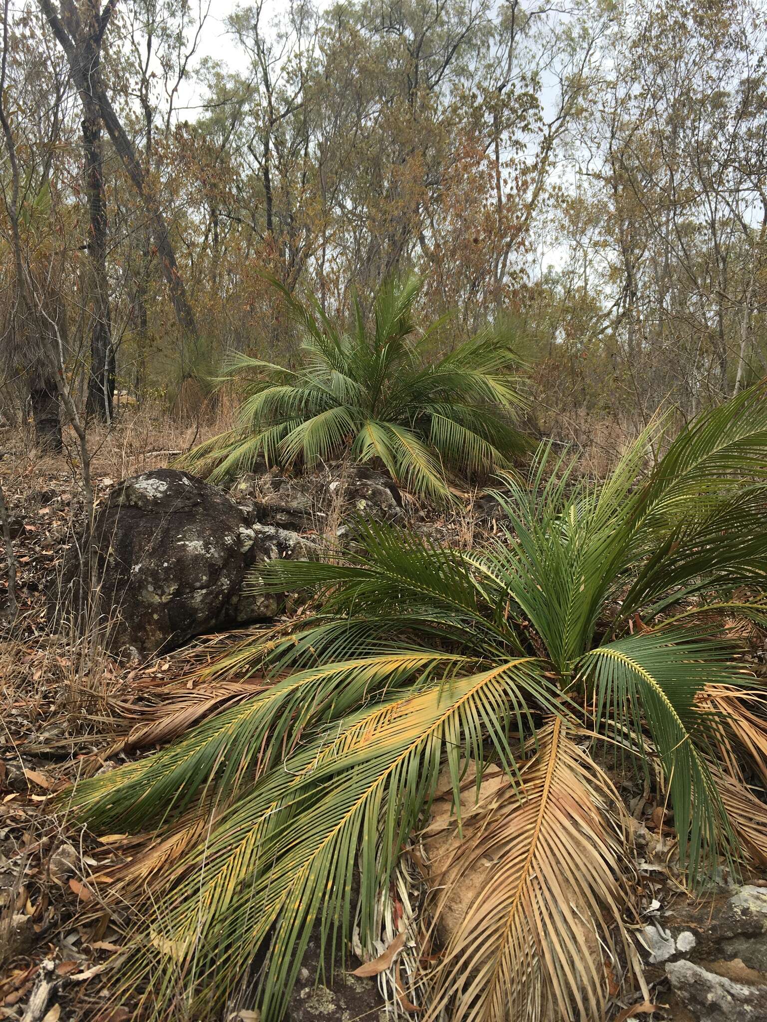 Image of Macrozamia miquelii (F. Muell.) A. DC.