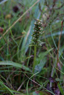 Image of Frog orchid