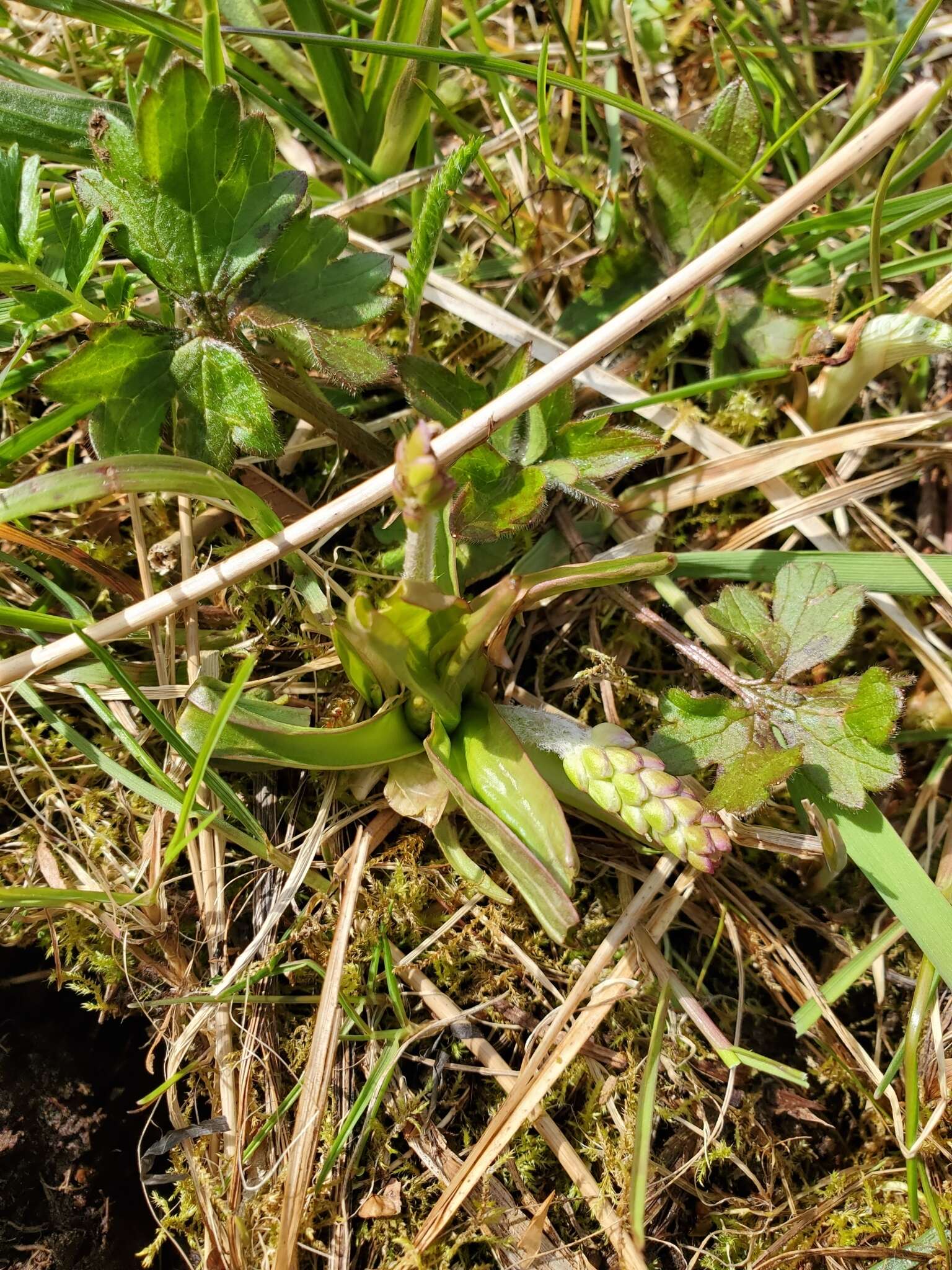 Plantago macrocarpa Cham. & Schltdl. resmi