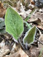 Image of Bull's coraldrops