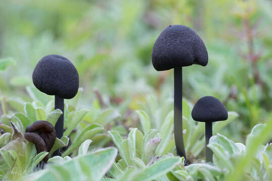 Image of Entoloma serrulatum (Fr.) Hesler 1967