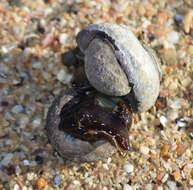 Image of pink-lipped topshell