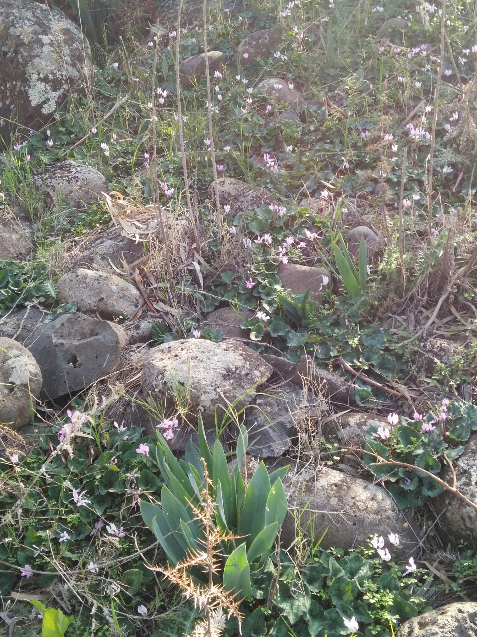 Image of florist's cyclamen