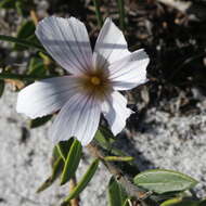 Image of Romulea flava var. flava