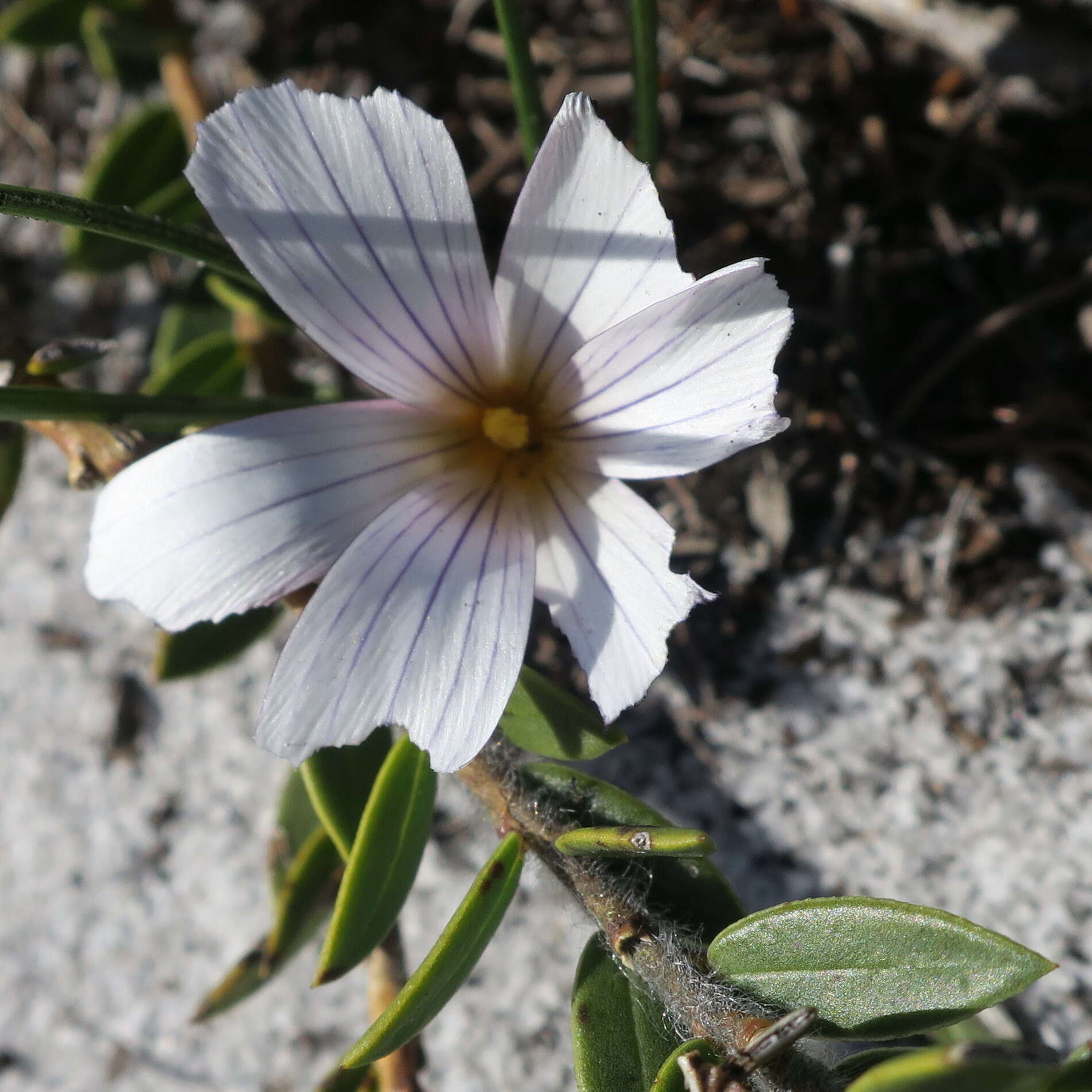 Image of Romulea flava var. flava