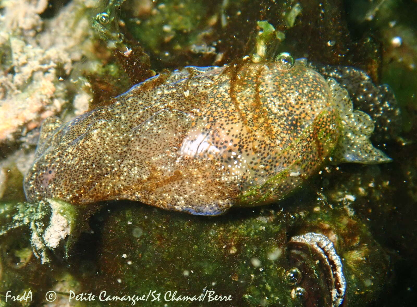 Image of Haminoea orteai Talavera, Murillo & Templado 1987