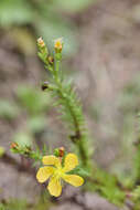 Image of Hypericum arbuscula Standl. & Steyerm.