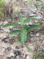 Image of Emory's milkweed