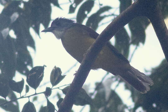 Alophoixus phaeocephalus (Hartlaub 1844)的圖片