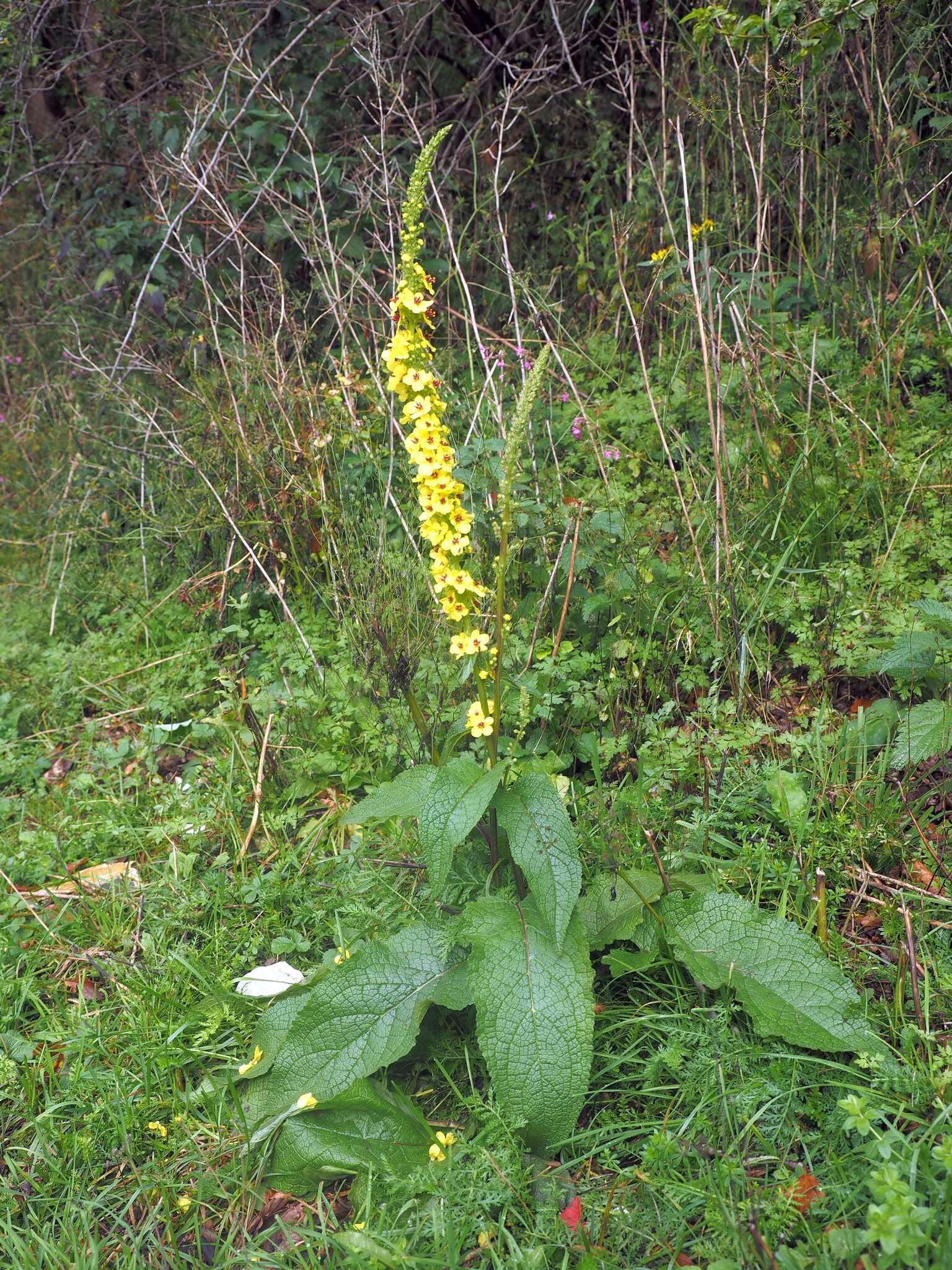 صورة Verbascum alpinum Turra