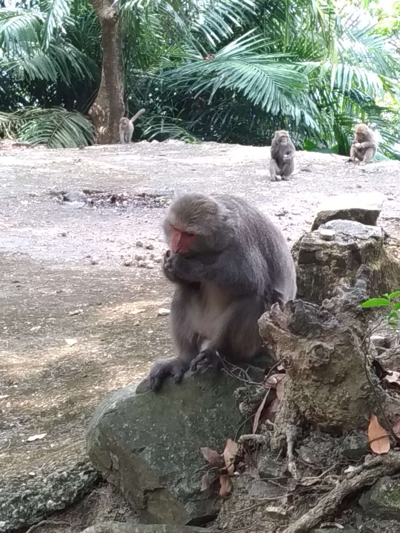 Image of Taiwan macaque