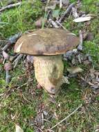 Boletus vermiculosoides A. H. Sm. & Thiers 1971的圖片