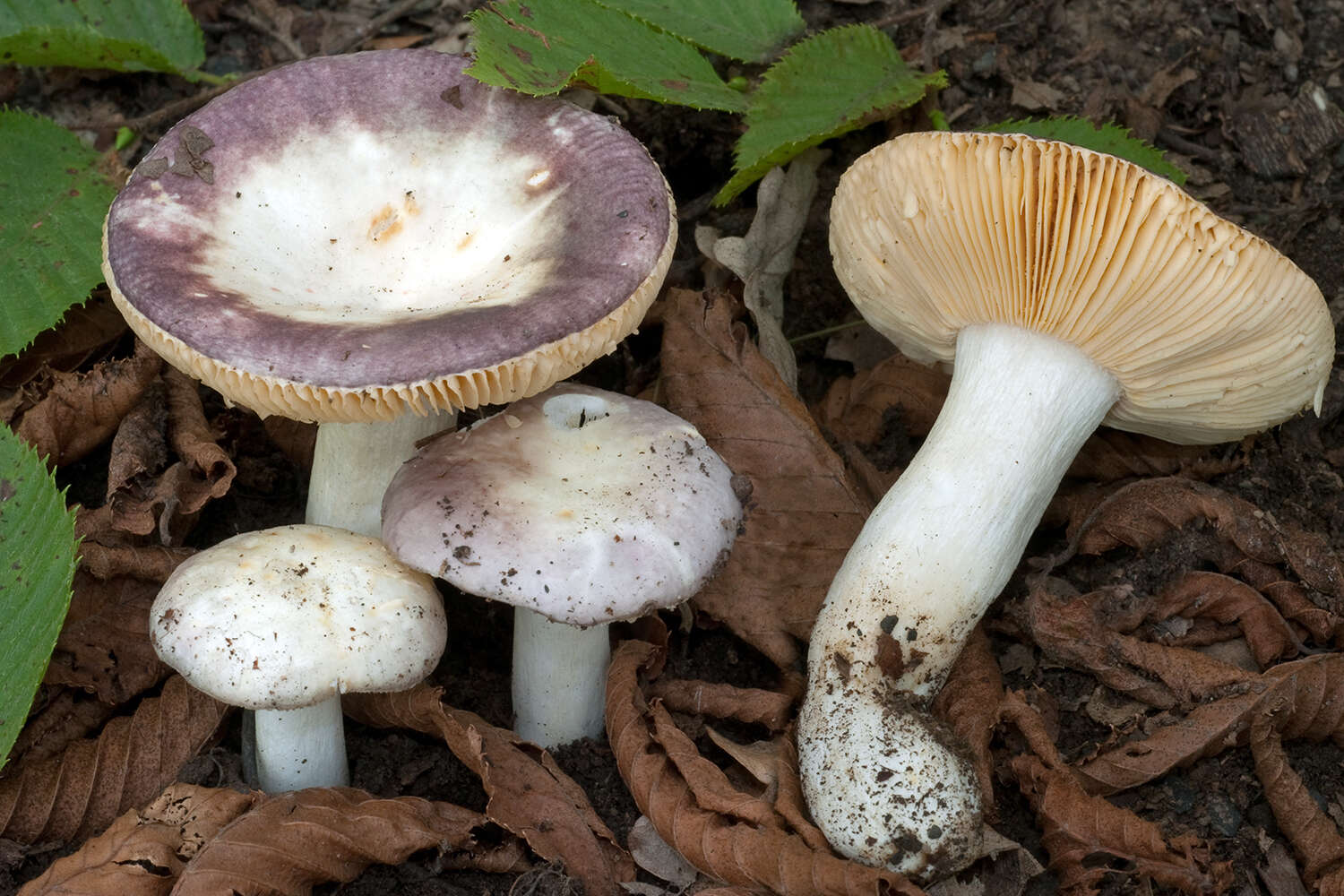 Image de Russula carpini R. Girard & Heinem. 1956