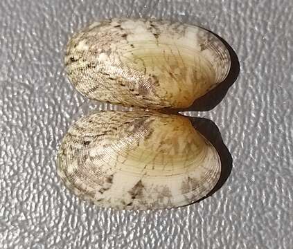 Image of banded carpet shell