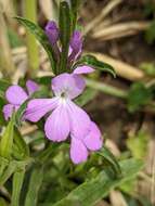 Image of purple witchweed