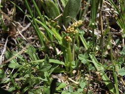 Image of trianglelobe moonwort