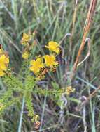 صورة Hypericum brachyphyllum (Spach) Steud.