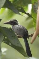 Image of Black Dwarf Hornbill