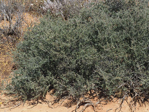 Image of Tetraena chrysopteros (Retief) Beier & Thulin