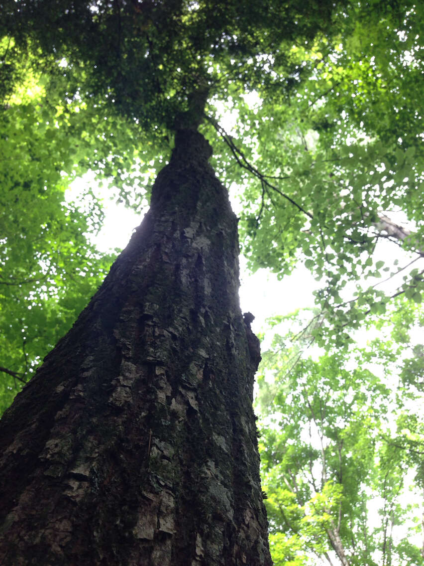 Image of American Basswood