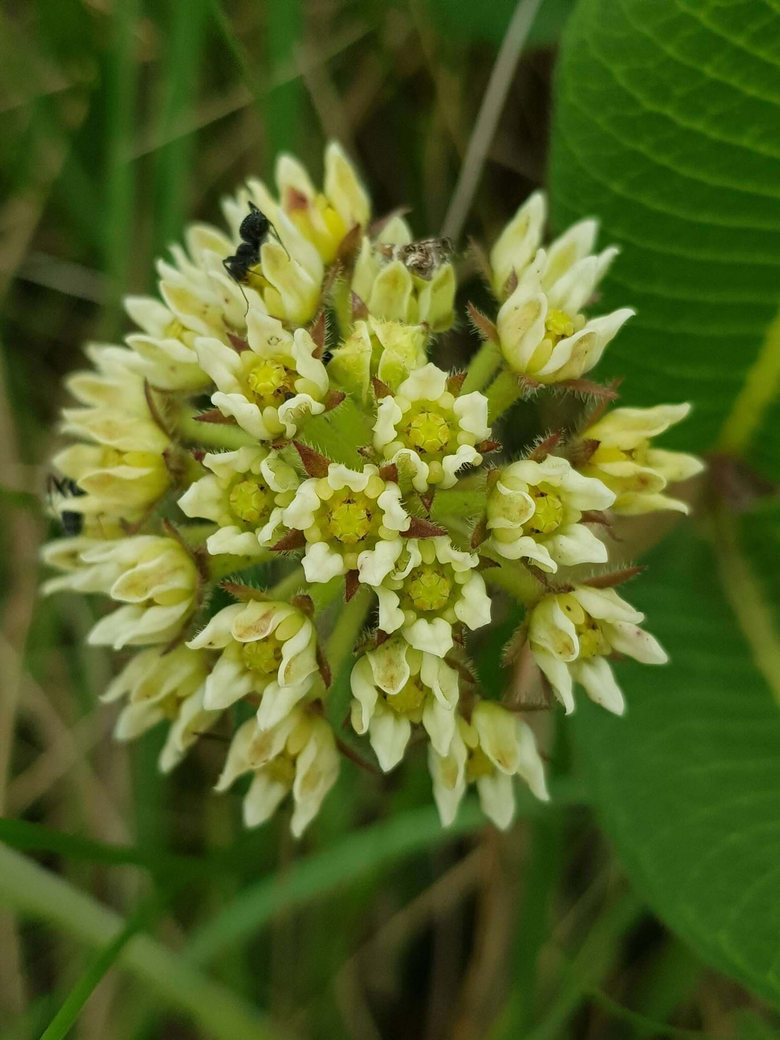 Image de Xysmalobium acerateoides (Schltr.) N. E. Br.