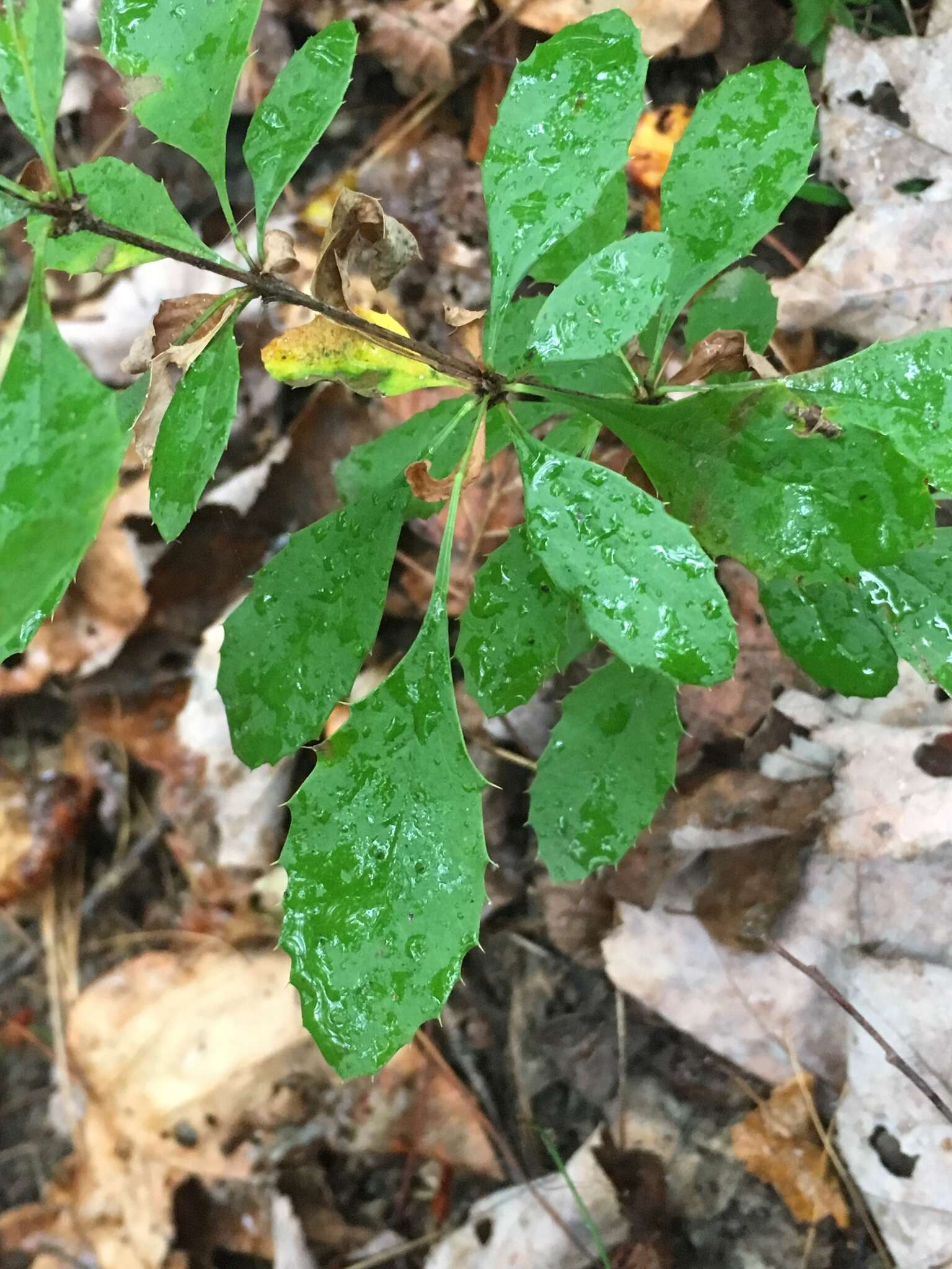 Plancia ëd Berberis canadensis Miller