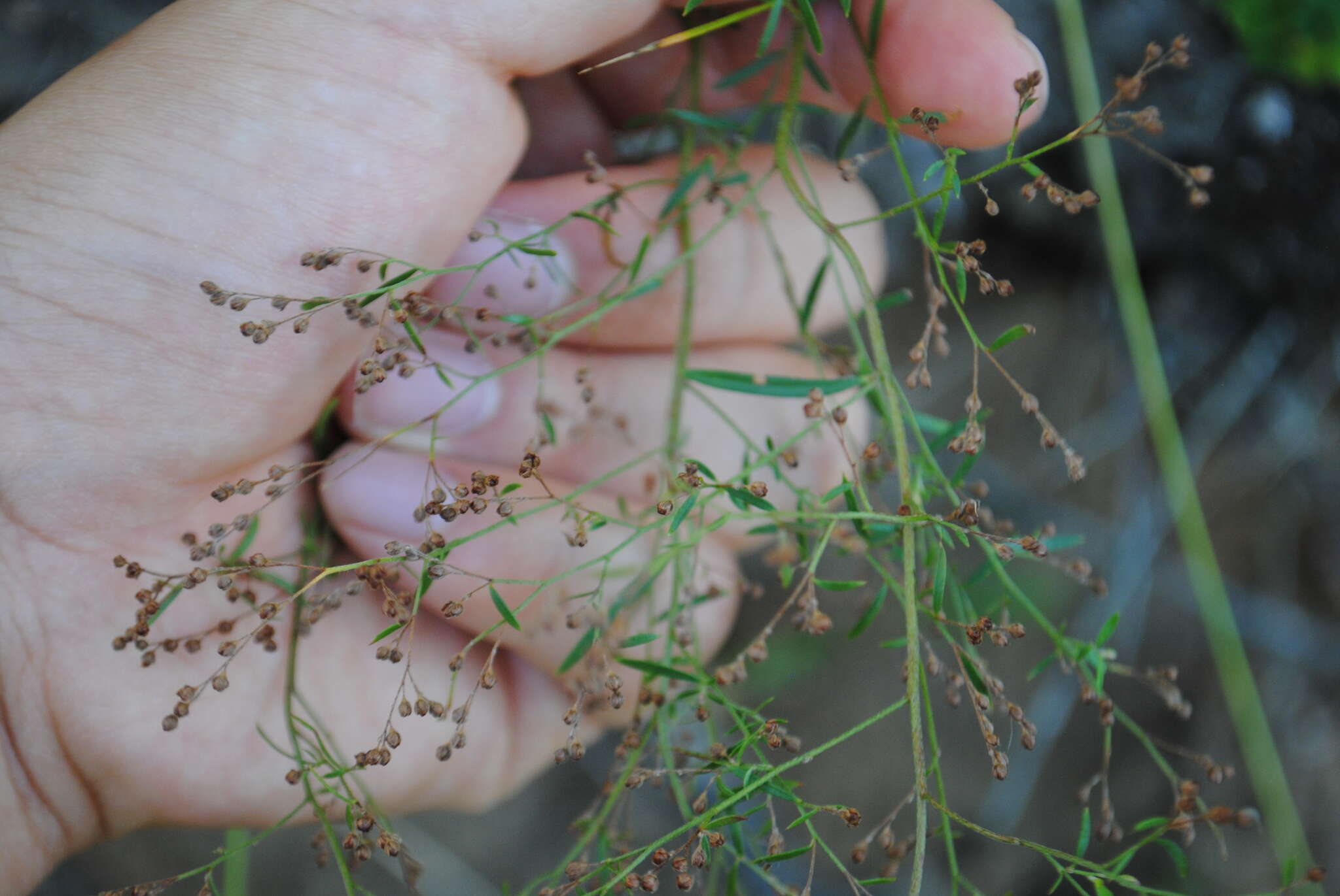 Image of Leggett's pinweed